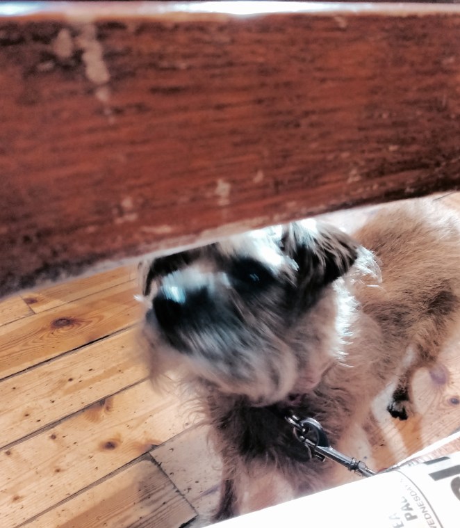 looking-hopeful-at-brambles