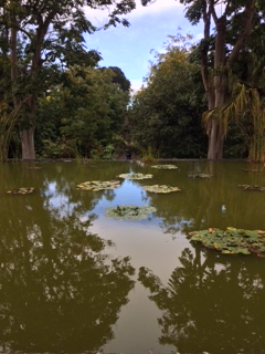 lily pond
