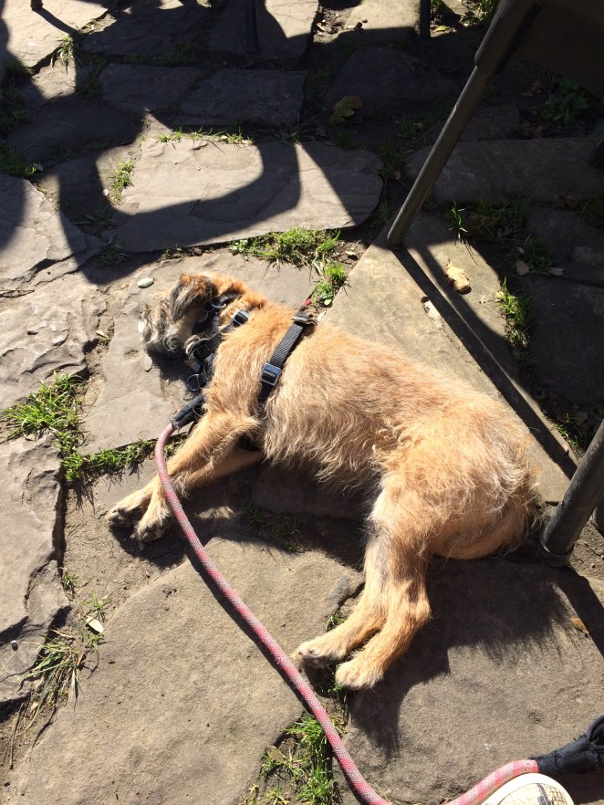 sun puddling